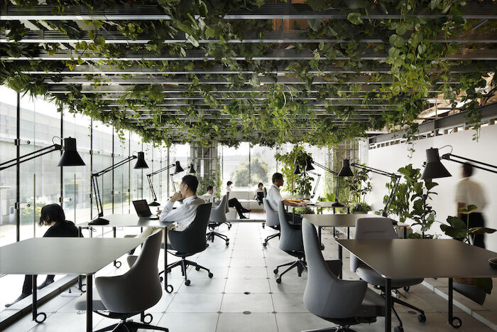 Plants on office ceiling